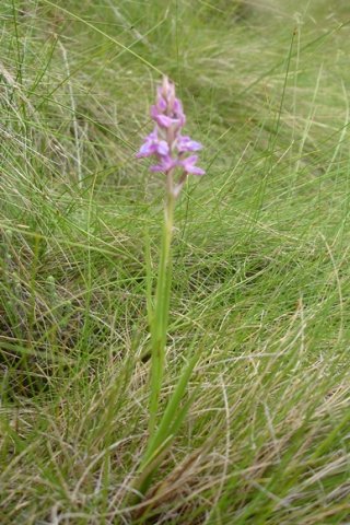 Disa stricta leaves